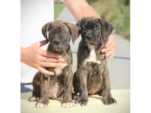 Cane Corso Kane Korso